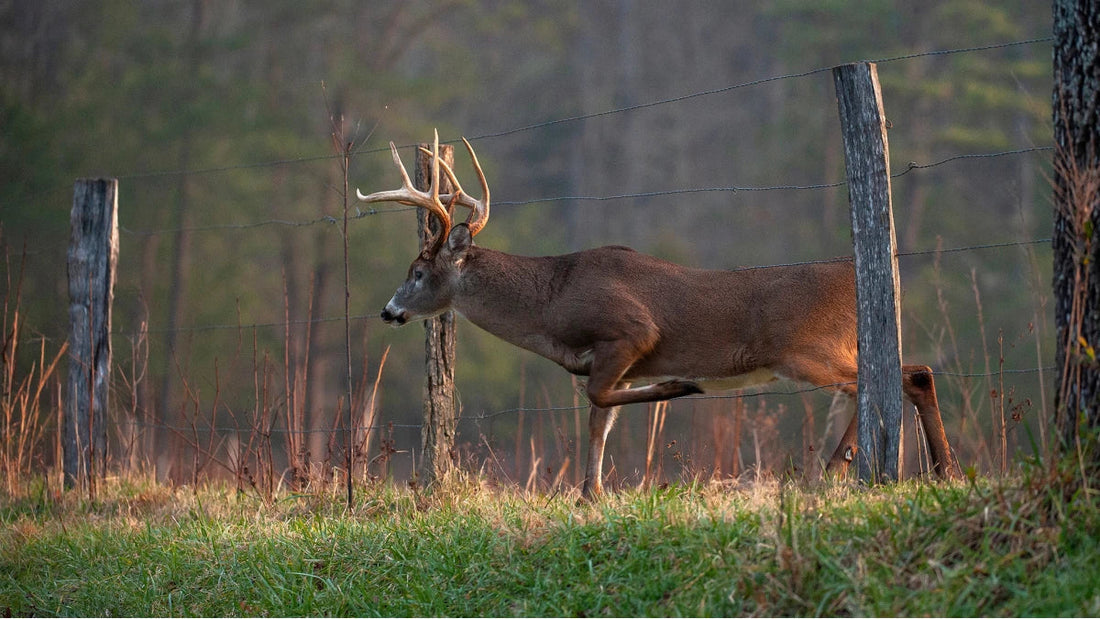 Are you ready for deer season?